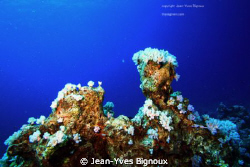 Reef at Mon Choisy Mauritius Coral growths at 20 metres C... by Jean-Yves Bignoux 